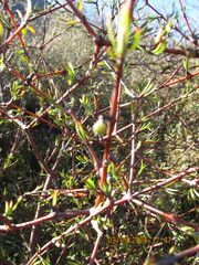 Coprosma intertexta, photograph (c) edmonds5, some rights reserved (CC BY)