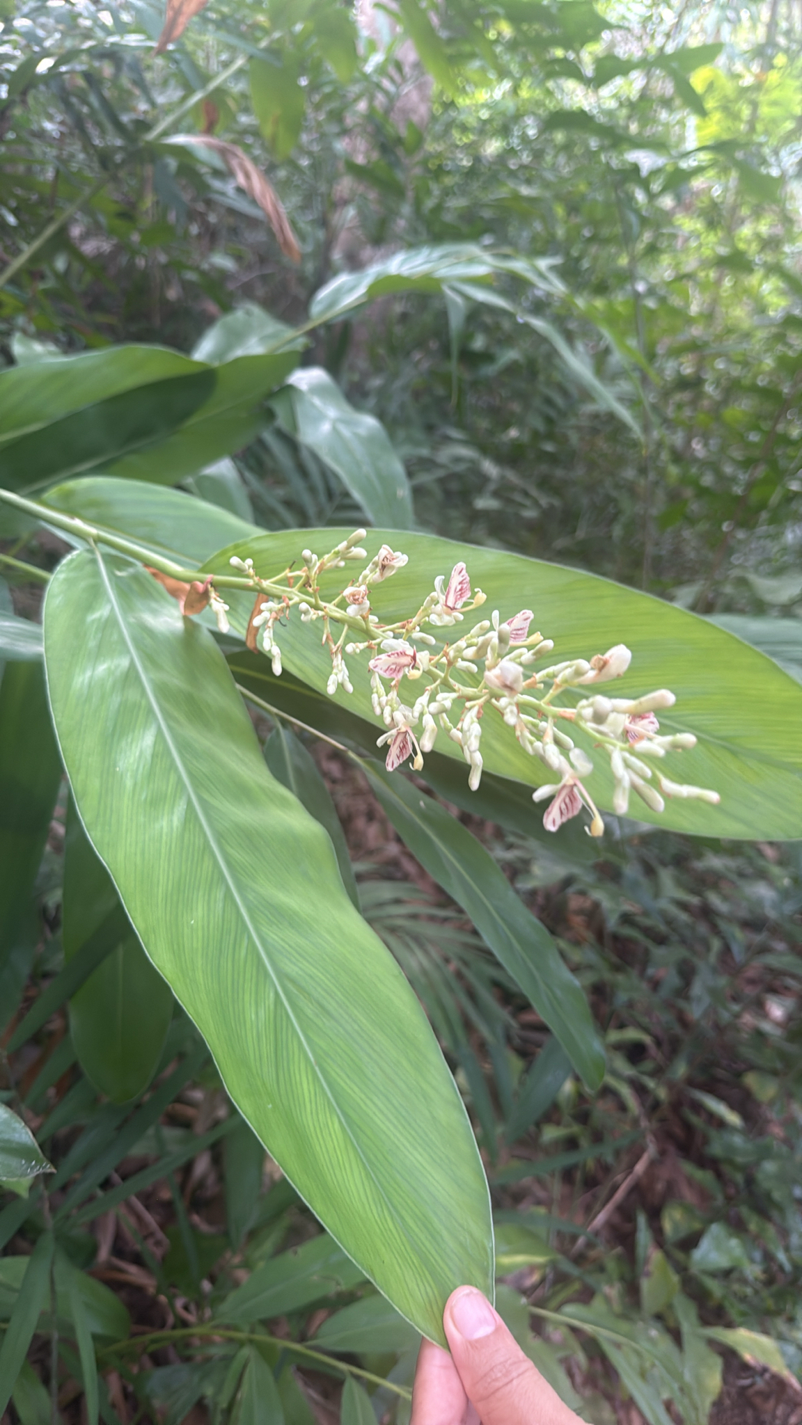 Alpinia siamensis K.Schum.