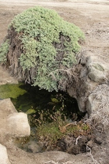 Nolana crassulifolia