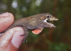 Anolis caceresae