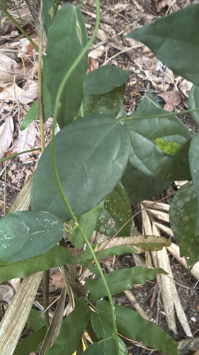 Tiliacora triandra, 2026-05-05