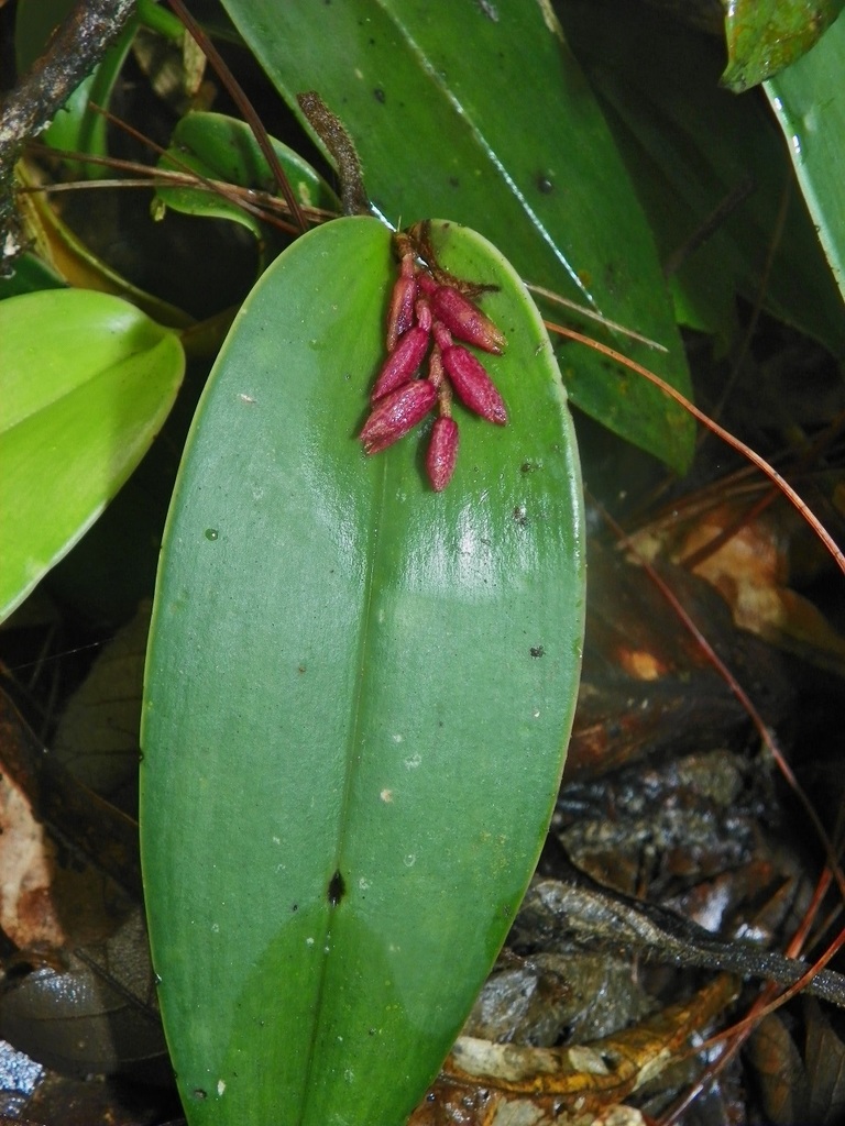 Acianthera johnsonii