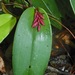 Acianthera johnsonii - Photo (c) delmer jonathan, some rights reserved (CC BY-NC), uploaded by delmer jonathan