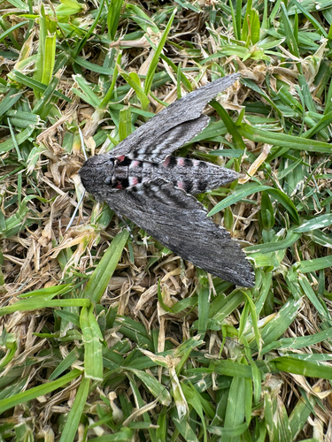 Convolvulus Hawkmoth