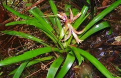 Tillandsia yunckeri