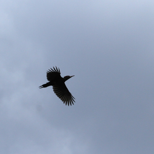 Black Woodpecker