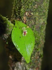 Lepanthes appendiculata