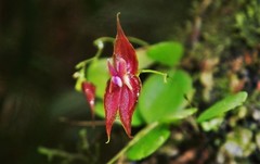 Lepanthes enca-barcenae