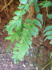 Adiantum trapeziforme