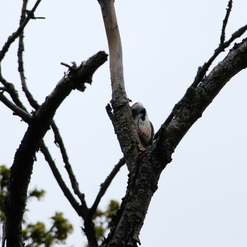 Middle Spotted Woodpecker