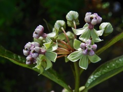 Asclepias similis