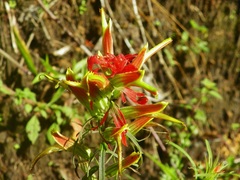 Castilleja integrifolia