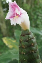 Costus arabicus