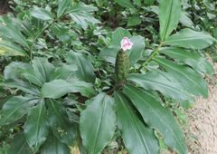 Costus arabicus