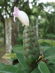 Costus arabicus