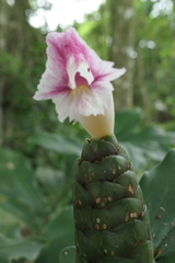 Costus arabicus