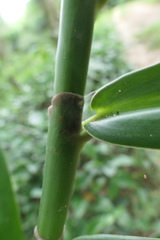 Costus arabicus