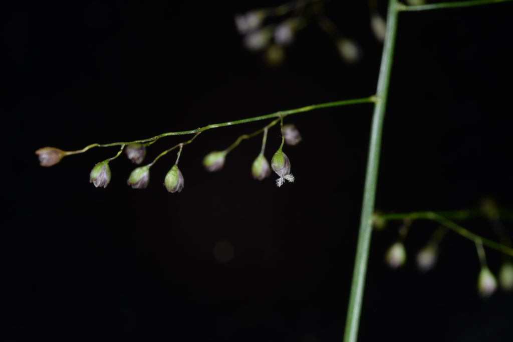 Isachne clarkei (Isachne clarkei)