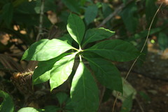 Leuenbergeria bleo