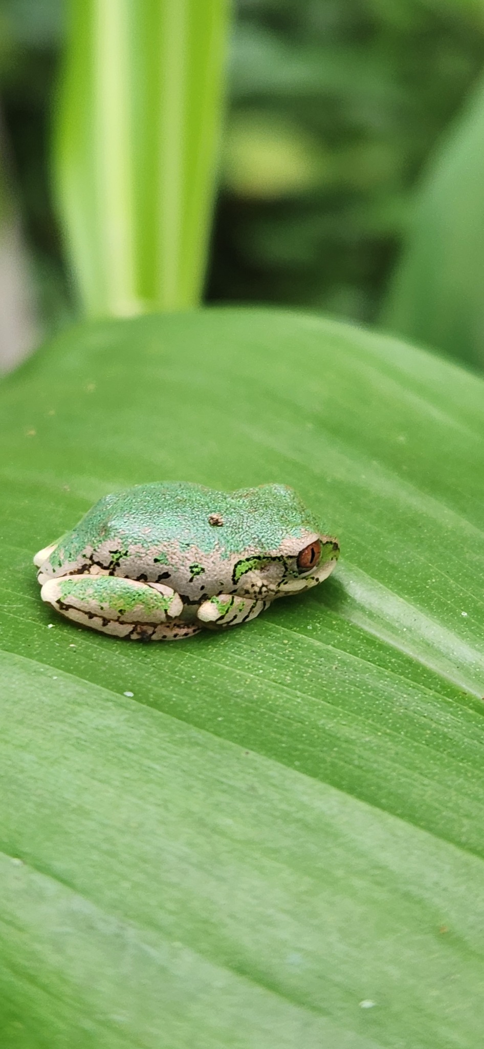 Leptopelis natalensis (Smith, 1849)