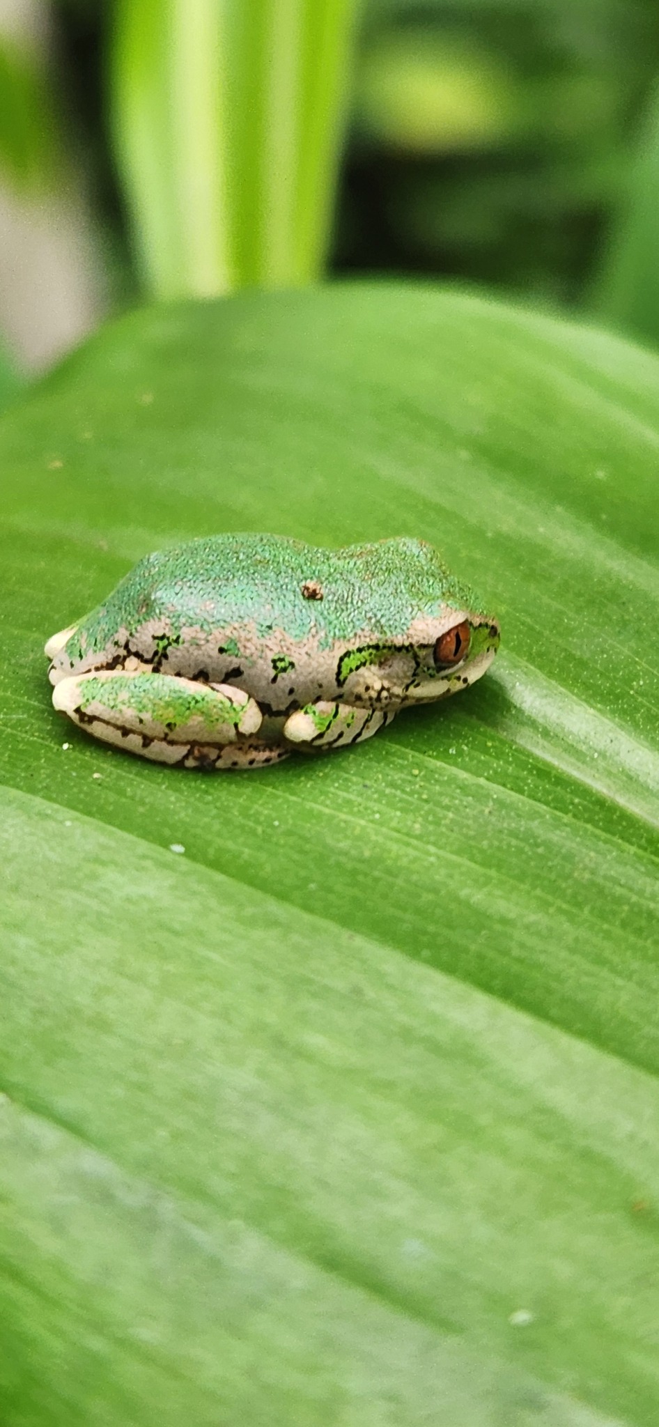 Leptopelis natalensis (Smith, 1849)
