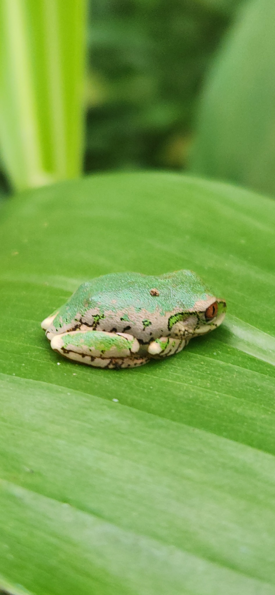 Leptopelis natalensis (Smith, 1849)