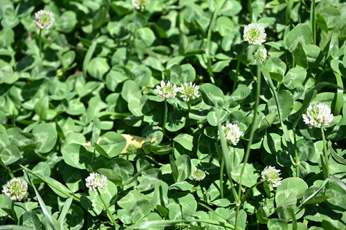 white clover