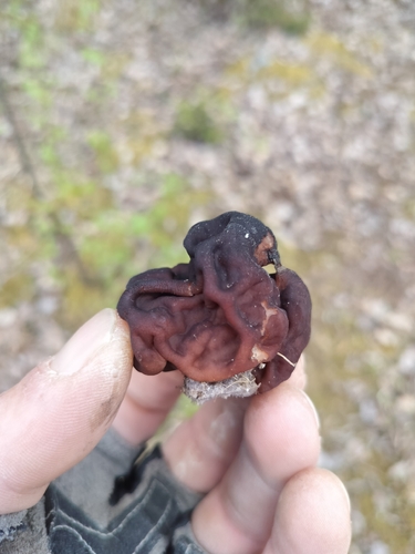 False Morel
