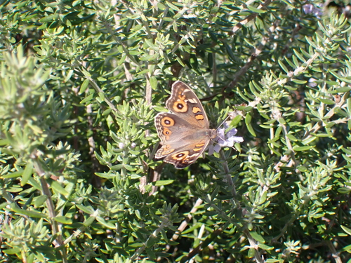 Meadow Argus