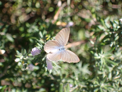 Lesser Grass Blue