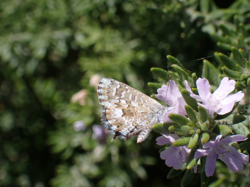 Saltbush Blue