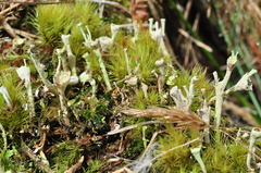 Cladonia albonigra
