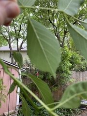 Fraxinus berlandieriana