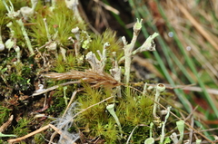 Cladonia albonigra
