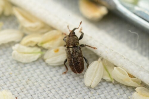 Tychius cuprifer