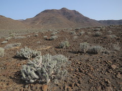 Euphorbia handiensis