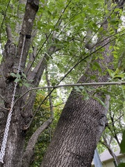 Fraxinus berlandieriana