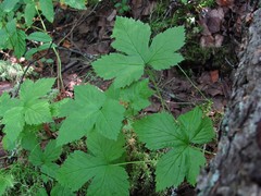 Rubus humulifolius