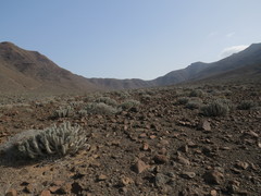 Euphorbia handiensis