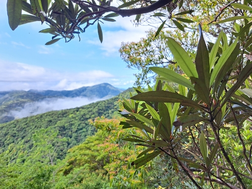 Rhododendron formosanum, photograph 6
