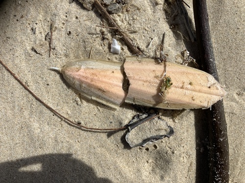 Ascarosepion opiparum