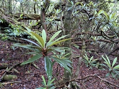 (c) vrxz, some rights reserved (CC BY-SA) Rhododendron formosanum, photograph (c) vrxz, some rights reserved (CC BY-SA)