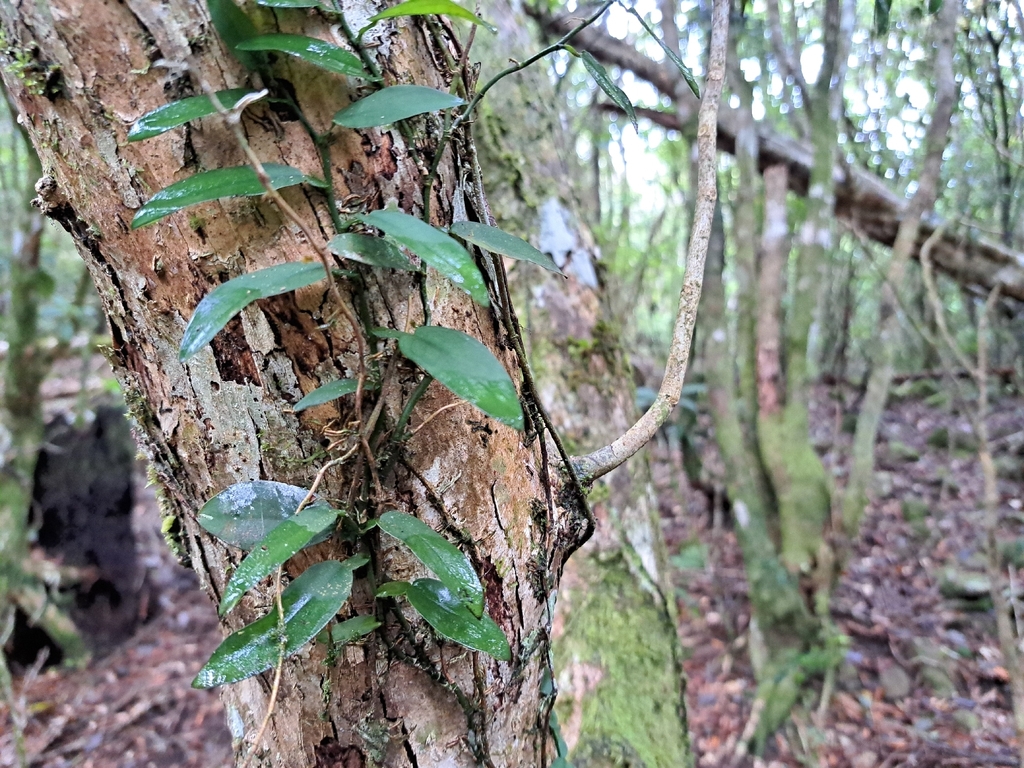 Pothos chinensis; photograph (c) vrxz, some rights reserved (CC BY-SA)