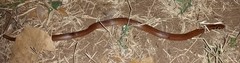 Suta punctata