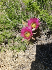 Echinocereus engelmannii