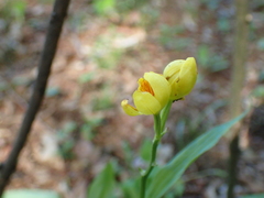 author not stated, no rights reserved Cephalanthera falcata, photograph author not stated, no rights reserved