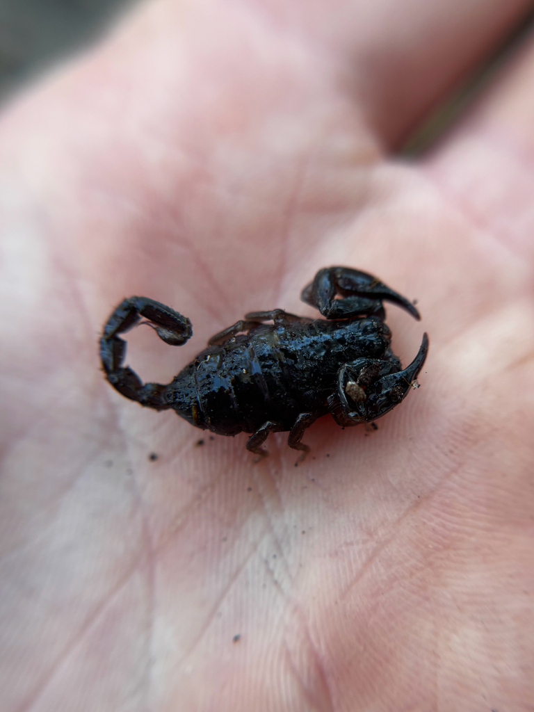 Urodacus planimanus