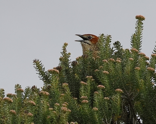 Cape Grassbird (Sphenoeacus afer), photo 4