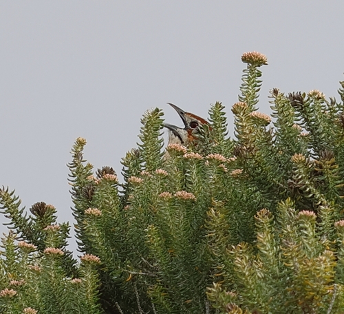 Cape Grassbird (Sphenoeacus afer), photo 5