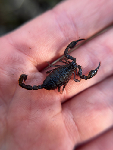 Urodacus planimanus photo 4